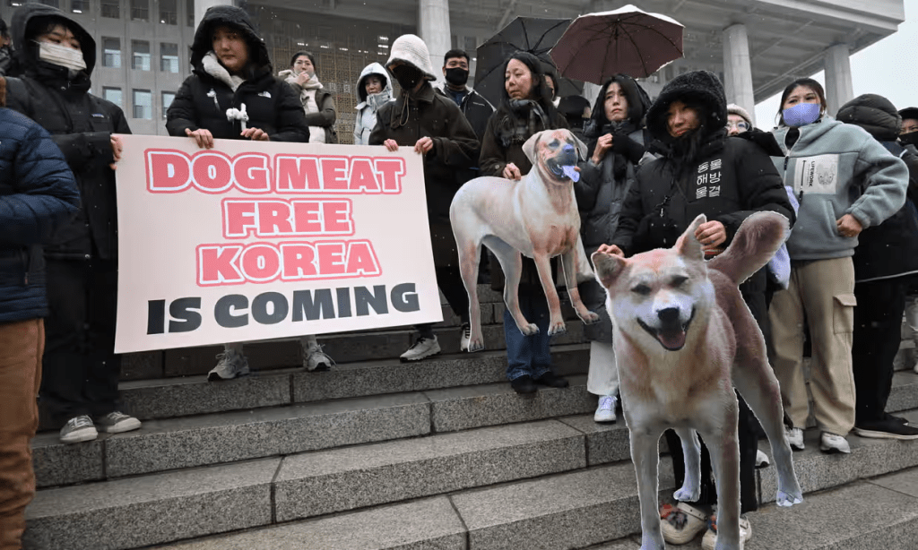 How South Korea fell in love with dogs and banned their slaughter for&nbsp;meat